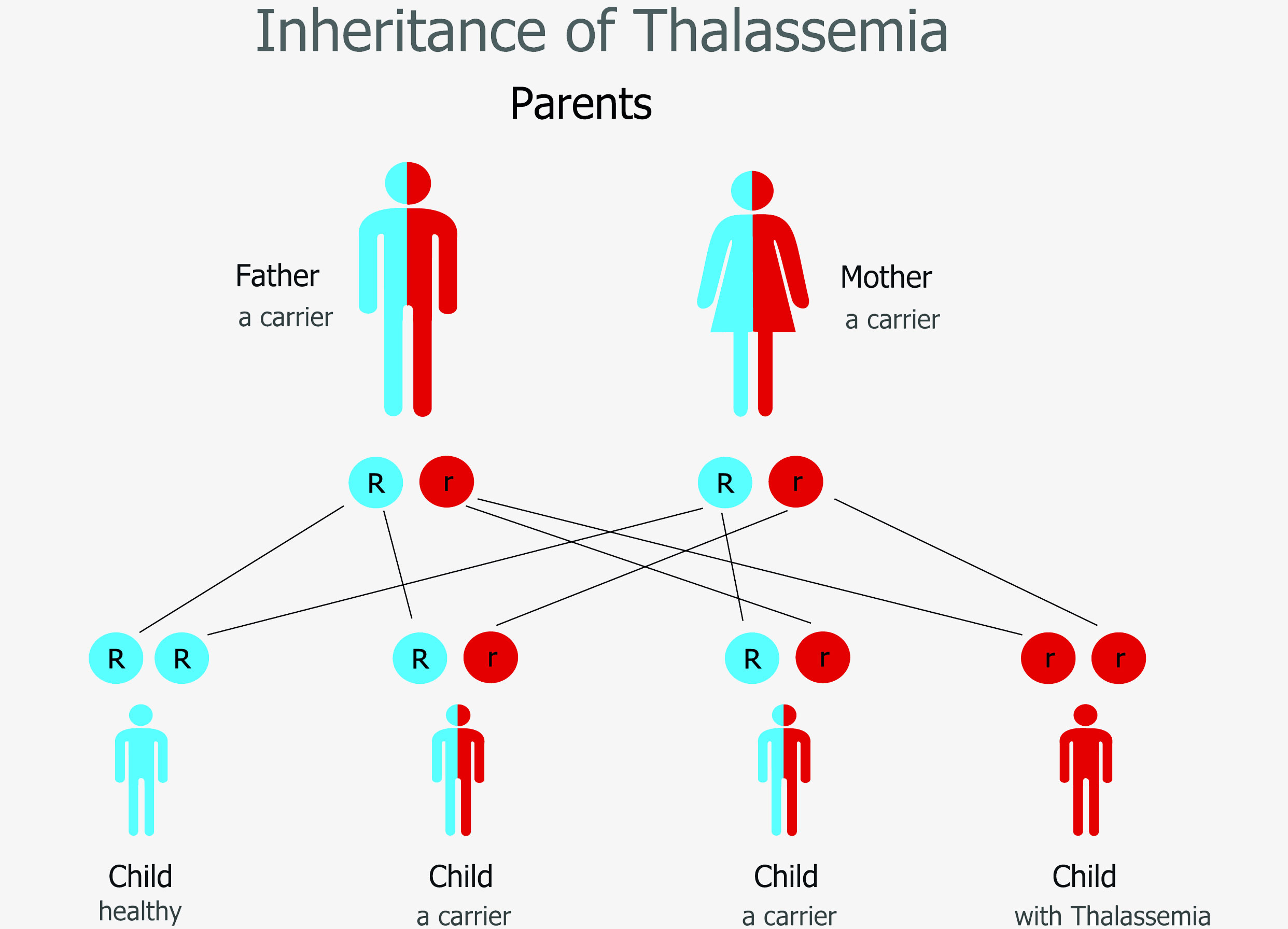 Thalassemia Diagram